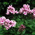 Phlox paniculata 'Bright Eyes'